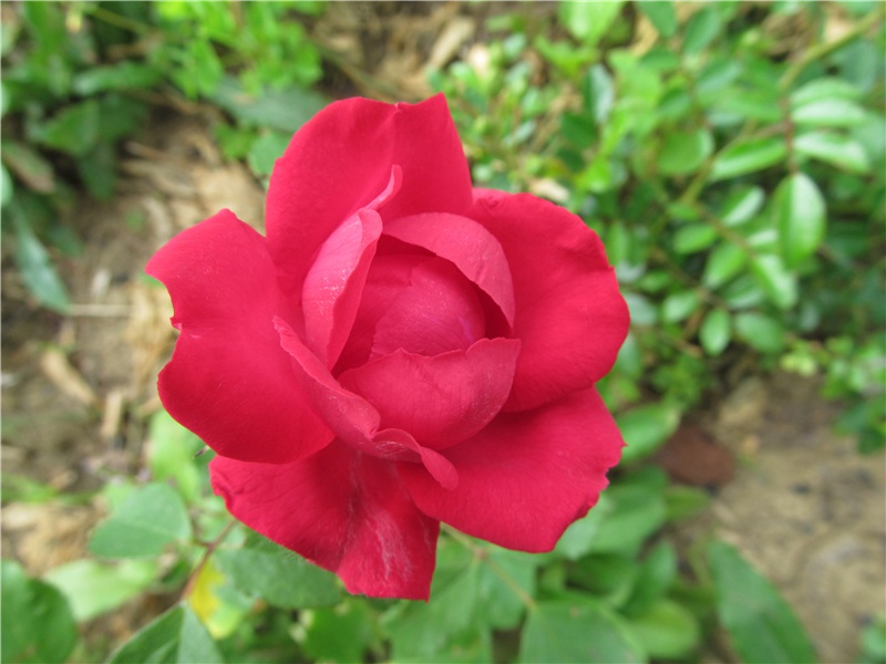 李白《清平乐·画堂晨起》清平乐其五)古诗翻译赏析阅读