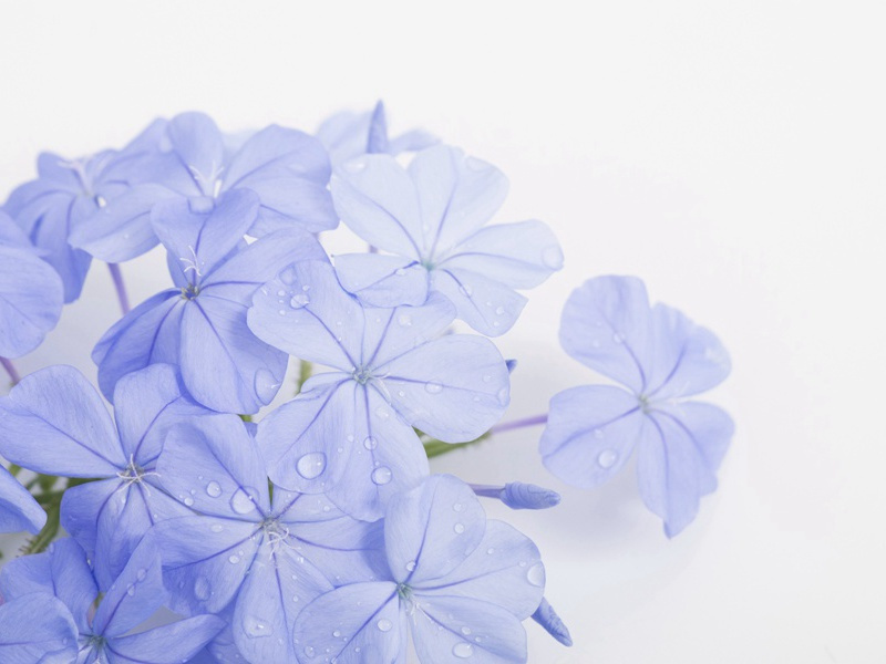 此时瞻白兔,直欲数秋毫出处意思赏析