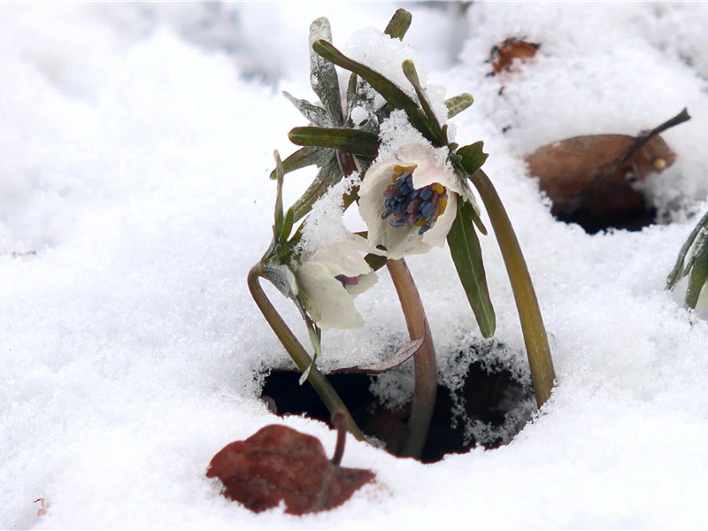 《次韵黄斌老所画横竹》赏析-黄庭坚的诗