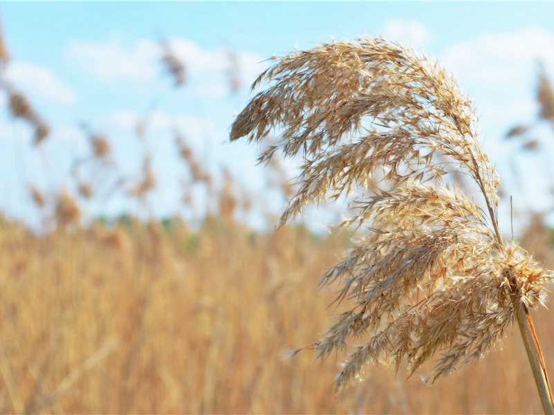 李白《赠张相镐其一》神器难窃弄,天狼窥紫宸)古诗翻译赏析阅读