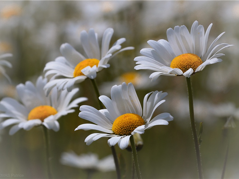 不效艾符趋习俗,但祈蒲酒话升平出处意思赏析