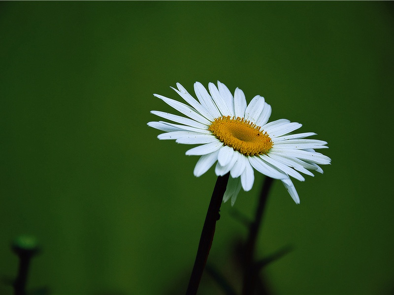 《次韵裴仲谋同年》赏析-黄庭坚的诗