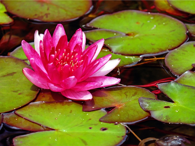 耶娘妻子走相送,尘埃不见咸阳桥的出处意思赏析