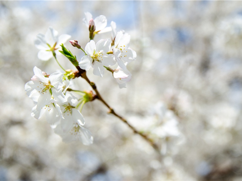 《念奴娇·》赏析-黄庭坚的词