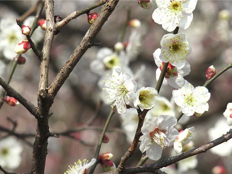 《满庭芳·茶》赏析-黄庭坚的词