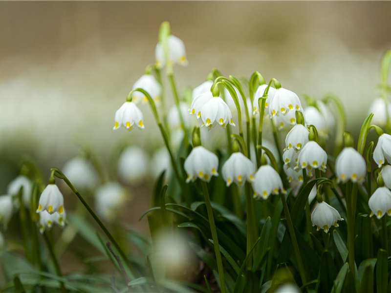 《定风波·次高左藏使君韵》赏析-黄庭坚的词