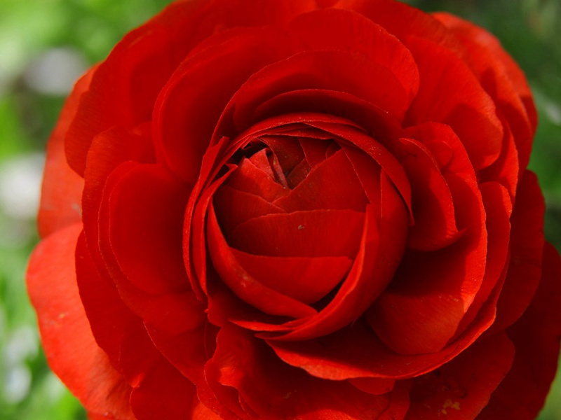 《清平乐·春归何处》赏析-黄庭坚的词