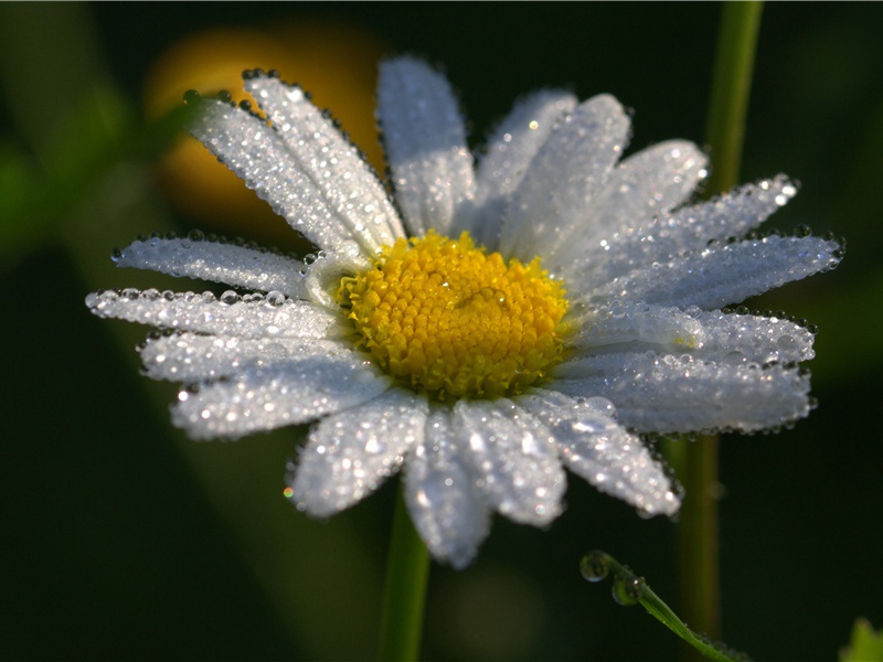 《鹧鸪天·座中有眉山隐客史应之和前韵即席答之》赏析-黄庭坚的词
