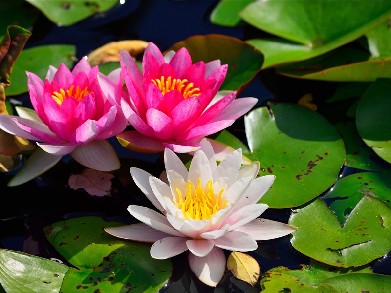 《渔家傲·三十年来无孔窍》赏析-黄庭坚的词