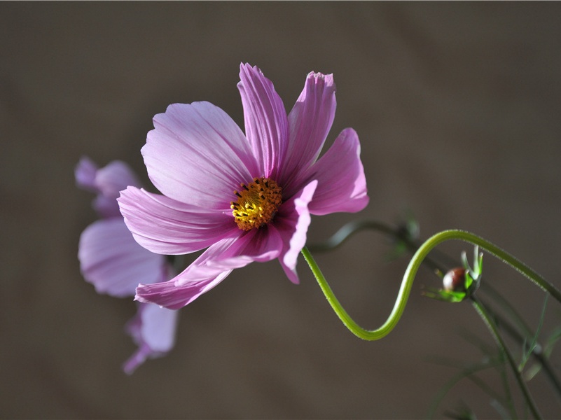 鹧鸪天·壮岁旌旗拥万夫-原文句解题解赏析-辛弃疾古诗