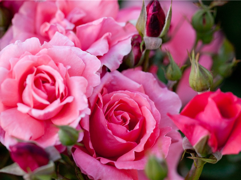 曾经沧海难为水,除却巫山不是云出处意思赏析作者