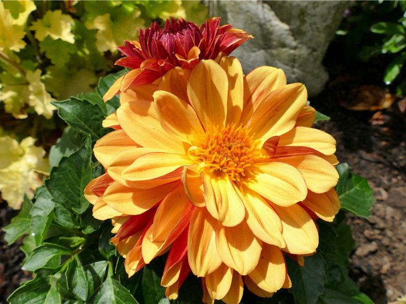 《诉衷情·小桃灼灼柳鬖鬖》赏析-黄庭坚的词