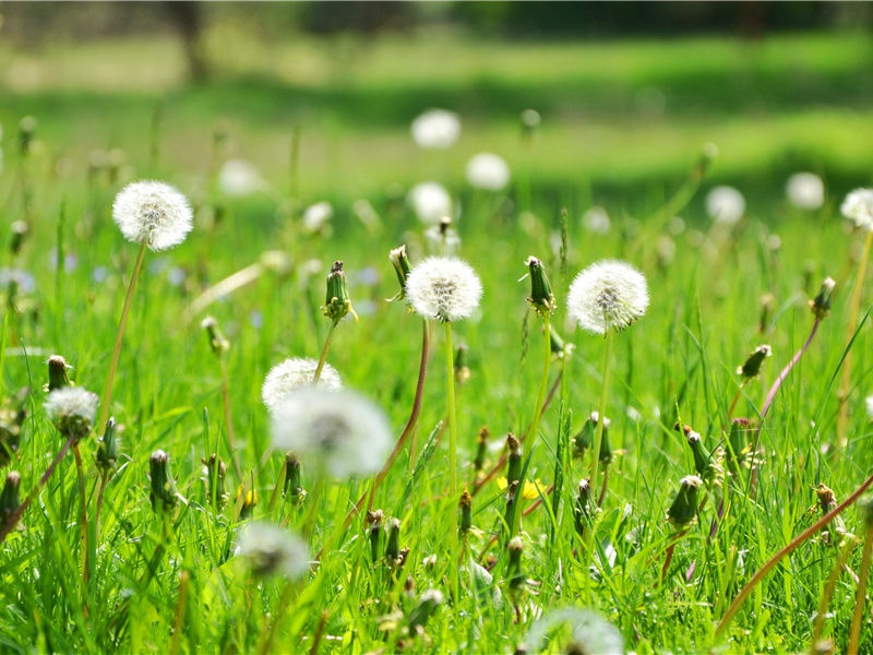 李白《春日独坐寄郑明府》古诗翻译赏析阅读