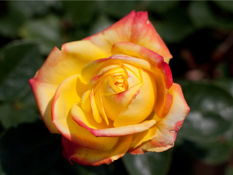 李白《春日醉起言志》古诗翻译赏析阅读