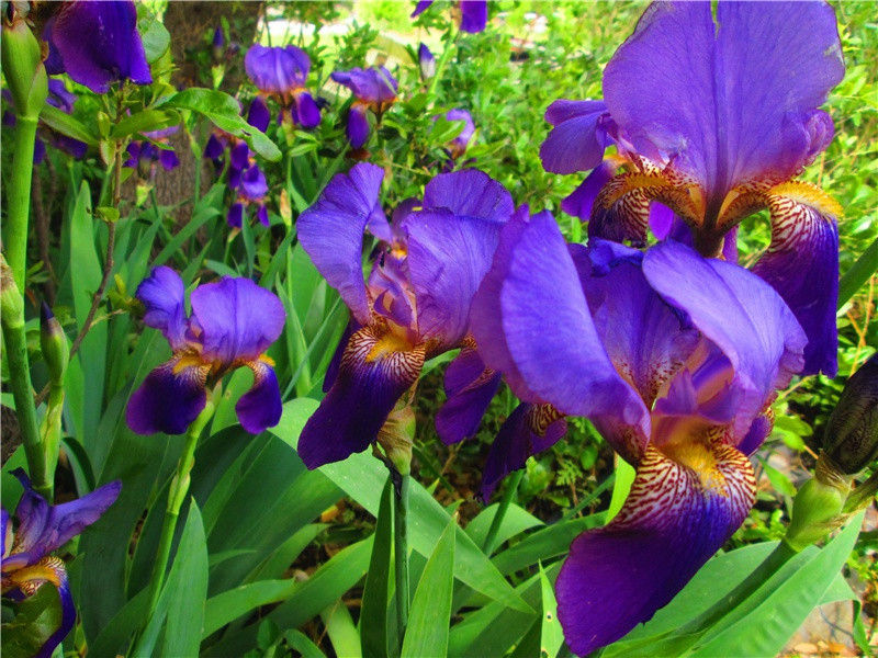 李白《春怨》白马金羁辽海东)古诗翻译赏析阅读