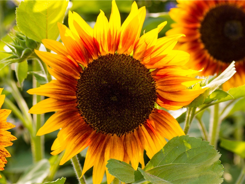 李白《答从弟幼成过西园见赠》古诗翻译赏析阅读