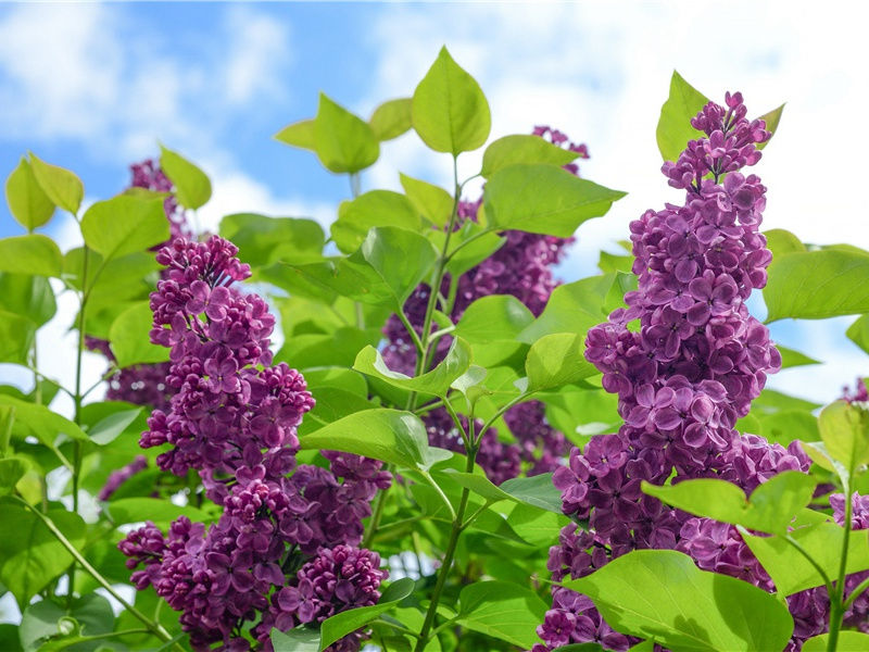 昔看黄菊与君别,今听玄蝉我却回出处意思赏析