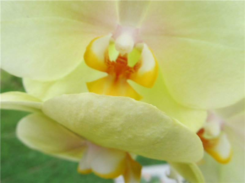 因值孤生松,敛翮遥来归出处意思赏析