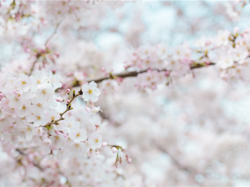 《寄韩谏议注》古诗译文赏析-杜甫古诗