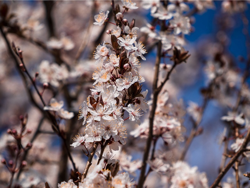 士与女,方秉蕑兮出处意思赏析