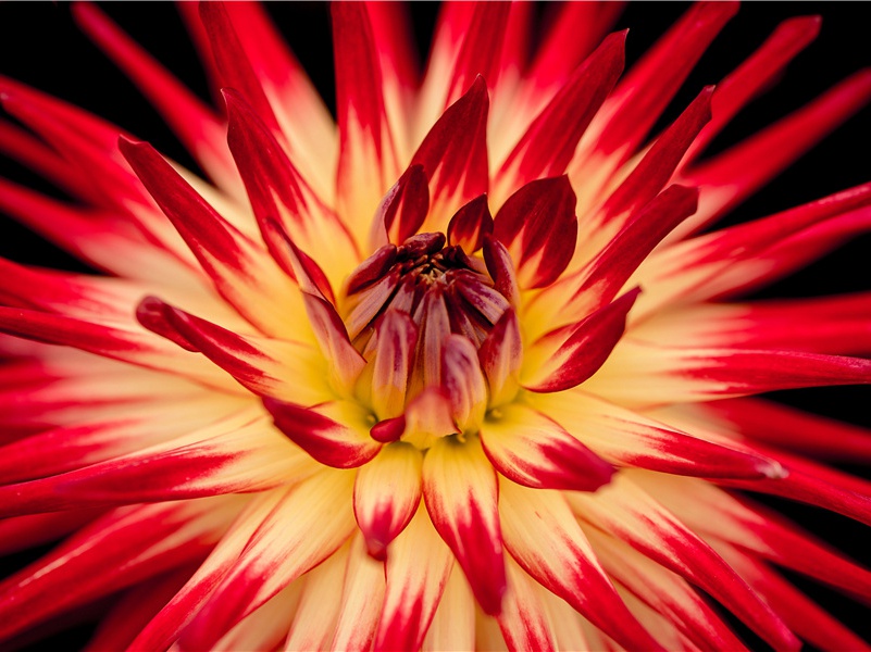 《大林寺桃花》古诗赏析-白居易古诗