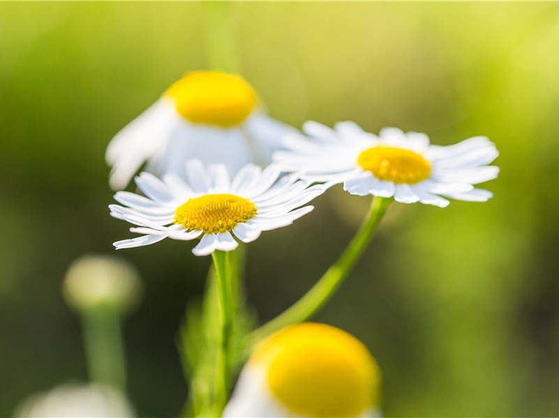《子夜吴歌》古诗译文赏析-李白古诗