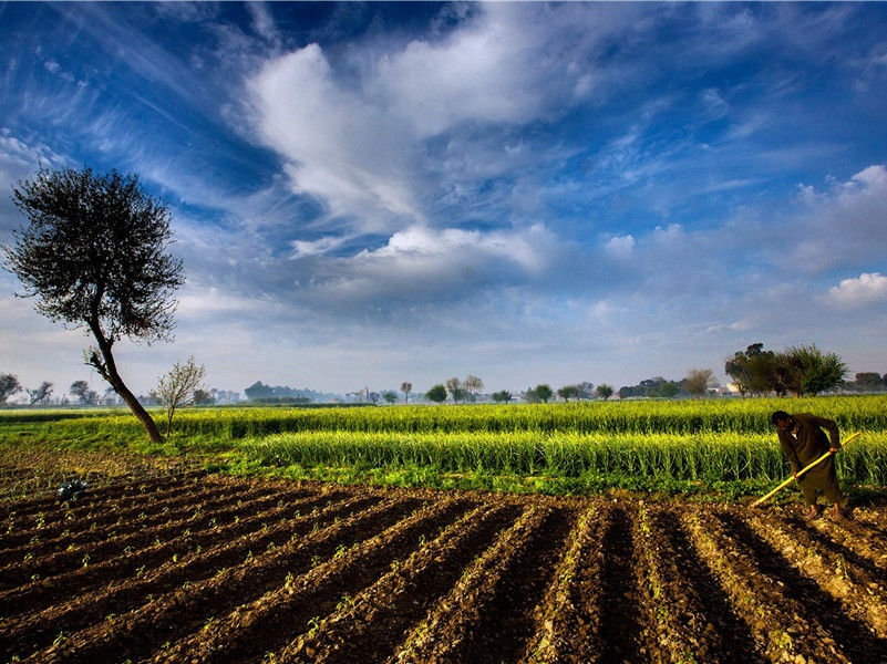 去年花里逢君别,今日花开又一年出处意思赏析