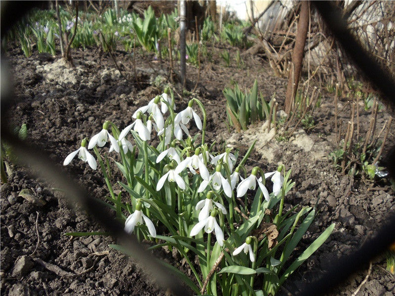 《古柏行》古诗译文赏析-杜甫古诗