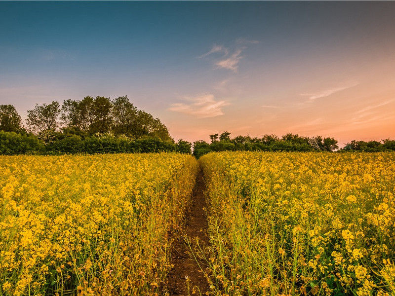 行路难,归去来出处意思赏析