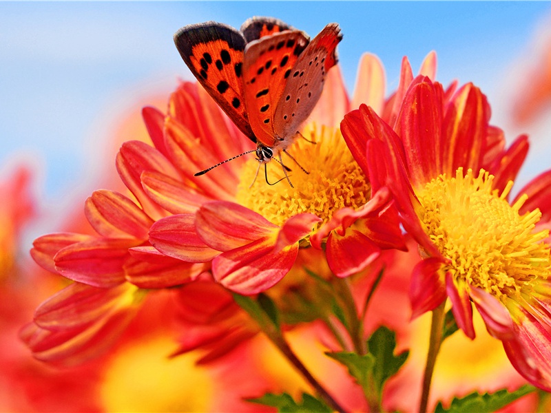 读书不觉已春深,一寸光阴一寸金出处意思赏析