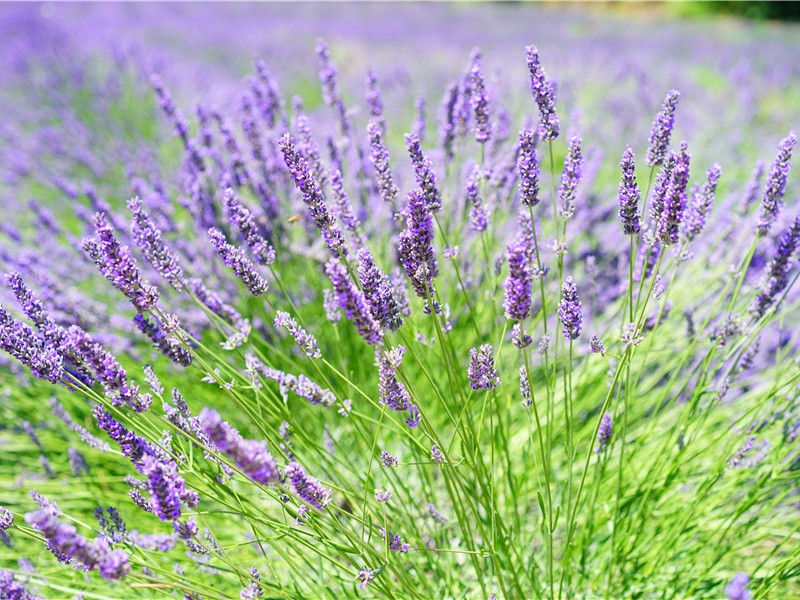 金乌长飞玉兔走,青鬓长青古无有出处意思赏析