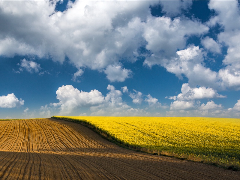 花径不曾缘客扫,蓬门今始为君开的出处意思赏析