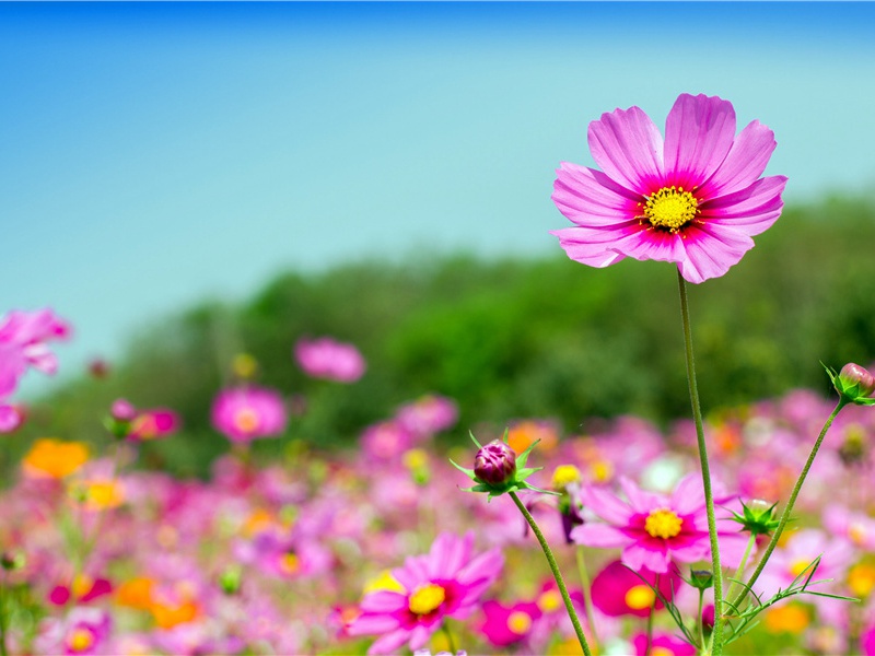 华轩蔼蔼他年到,绵竹亭亭出县高出处意思赏析