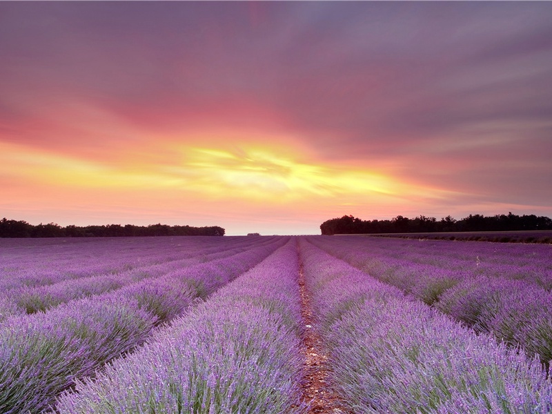 天明登前途,独与老翁别的出处意思赏析