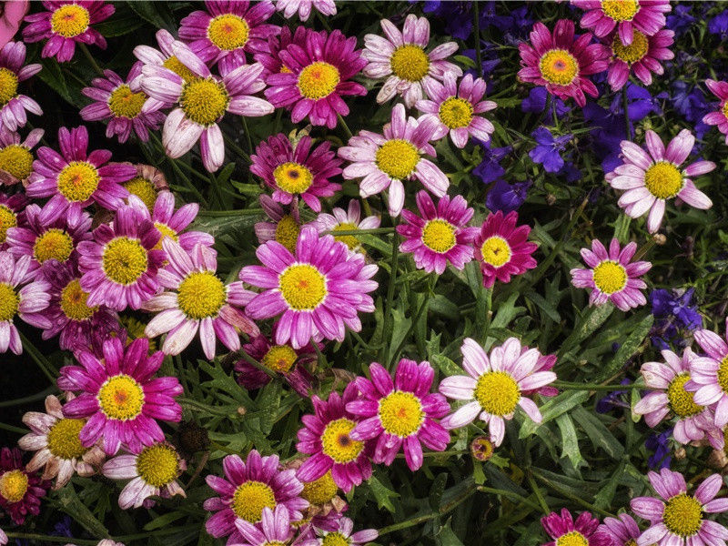 《春宿左省》古诗译文赏析-杜甫古诗