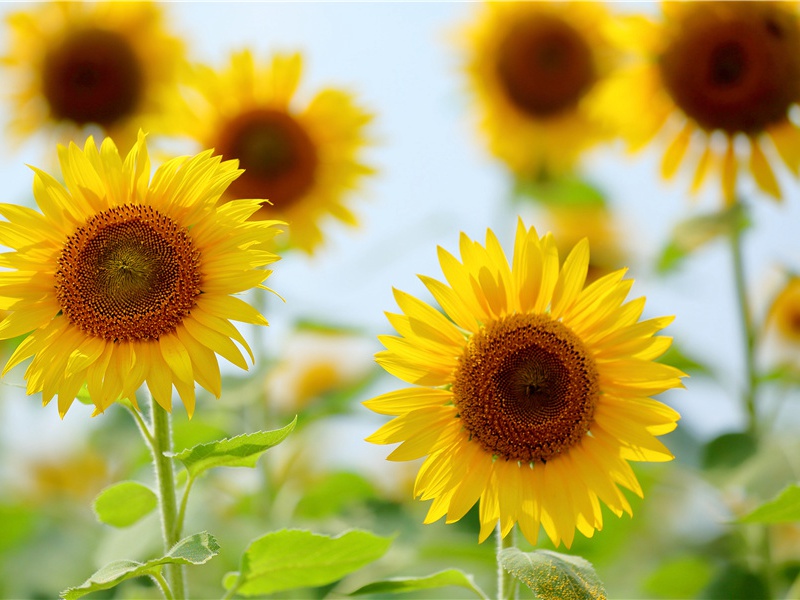 林暗草惊风,将军夜引弓出处意思赏析