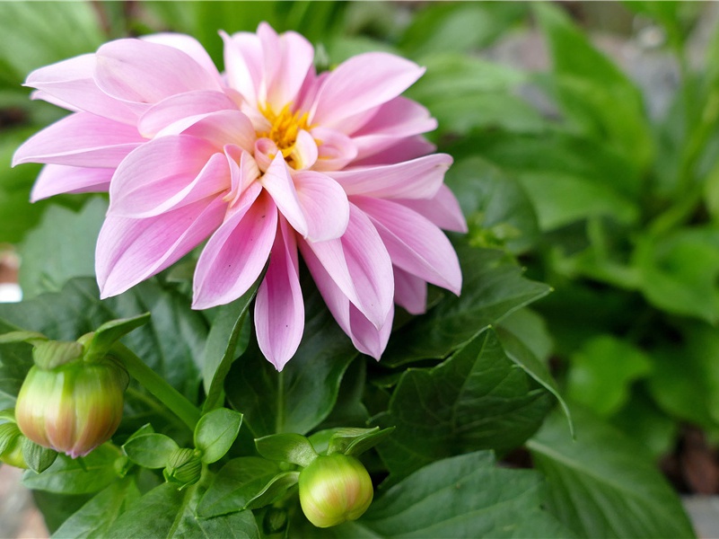 紫袖红弦明月中,自弹自感暗低容出处意思赏析