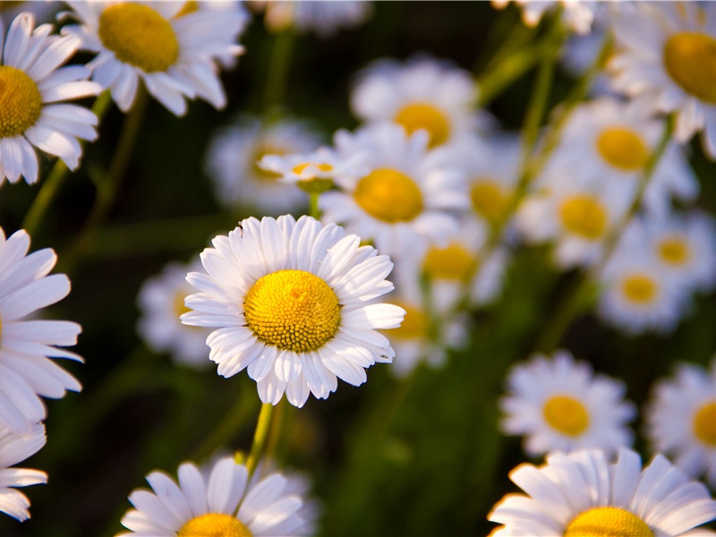 黄牛峡静滩声转,白马江寒树影稀出处意思赏析