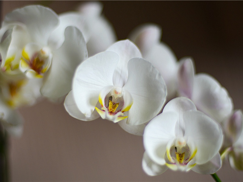 画眉鸟-原文句解题解赏析-欧阳修古诗