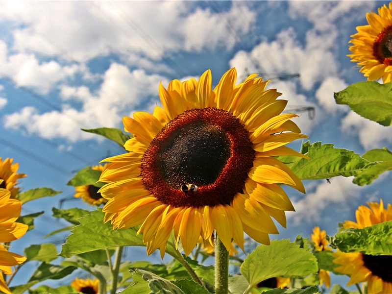 又送王孙去,萋萋满别情的出处意思赏析