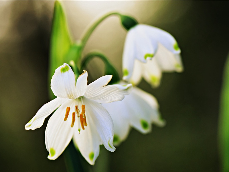 浊酒不销忧国泪,救时应仗出群才出处翻译赏析