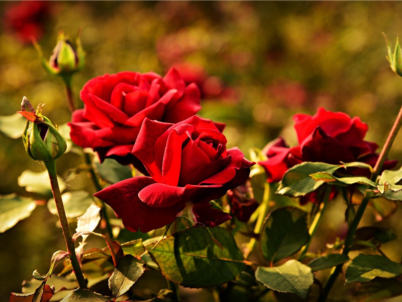 却寄双愁眼,相思泪点悬出处意思赏析