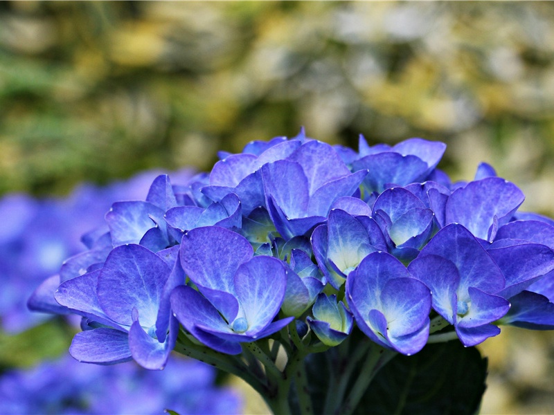 藜杖侵寒露,蓬门启曙烟出处意思赏析