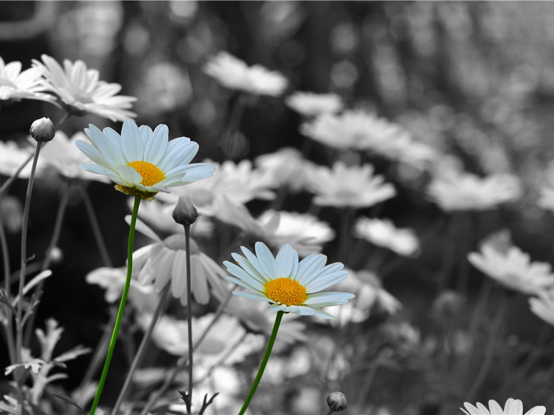 将坛醇酒冰浆细,元夜邀宾灯火新出处翻译赏析