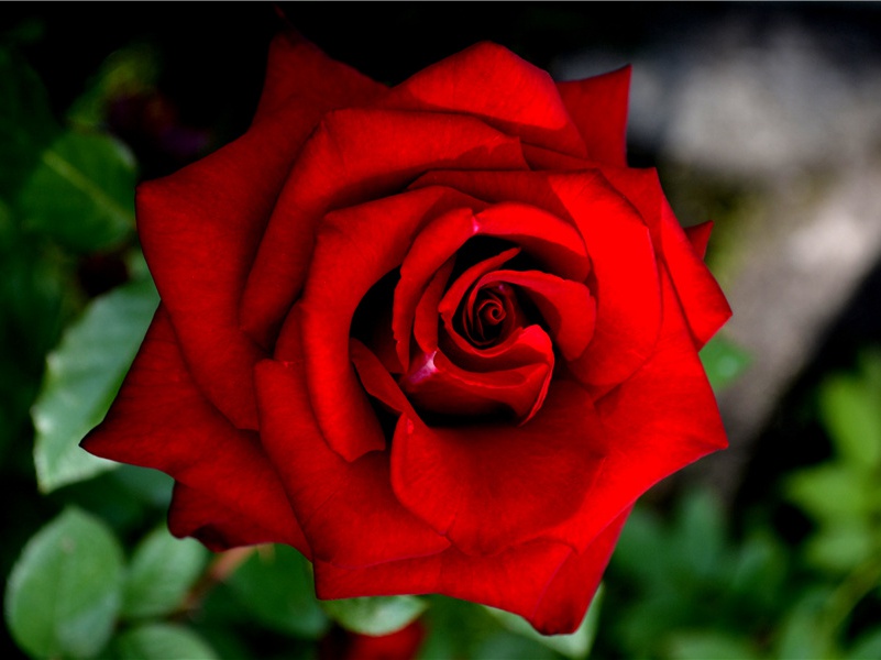 雨霖铃·寒蝉凄切-原文句解题解赏析-柳永古诗