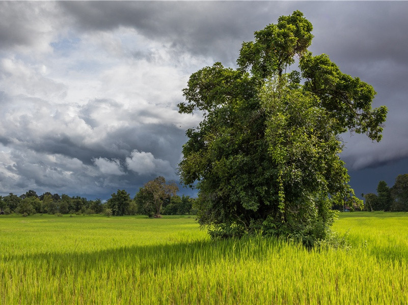 凤栖梧·伫倚危楼风细细-原文句解题解赏析-柳永古诗