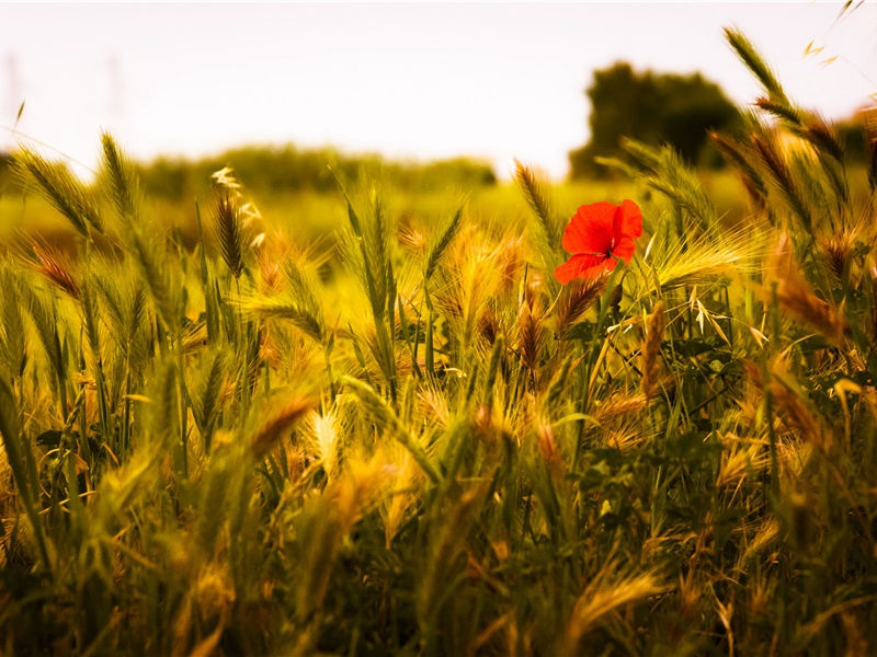 《哀江头》古诗译文赏析-杜甫古诗