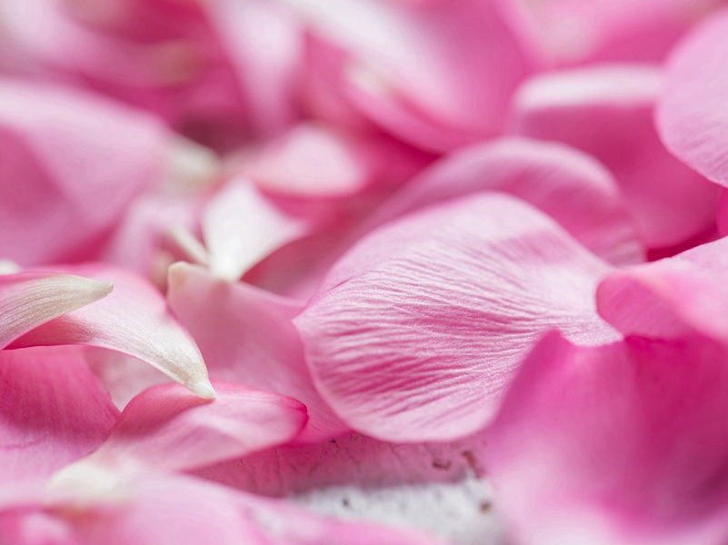 《东郊》古诗译文赏析-韦应物古诗