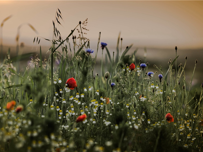 渡万壑千岩,越溪深处的意思出处赏析