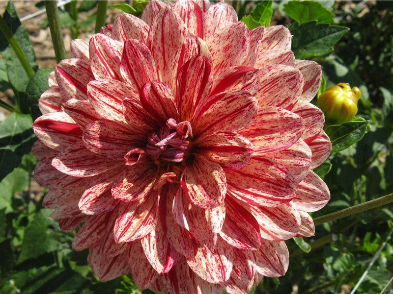 初喜渡河汉,频惊转斗杓出处意思赏析